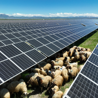 A herd of sheep grazing amongst solar panels