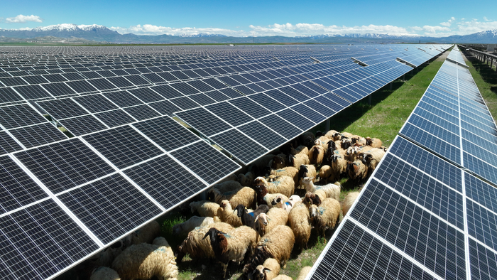 A herd of sheep grazing amongst solar panels