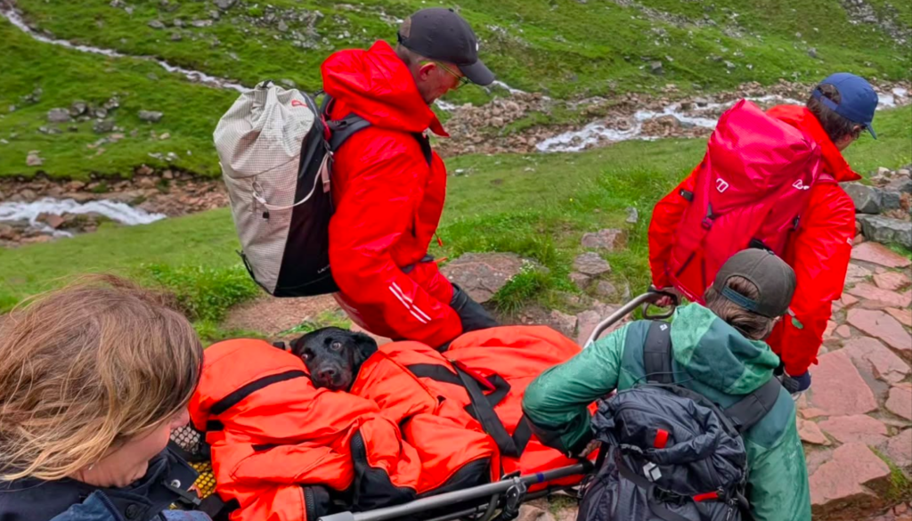 A Labrador’s Ben Nevis hike ends in mountain rescue after an unexpected ‘high’