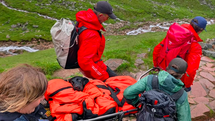 A black labrador being carried down by a rescue team from Ben Nevis