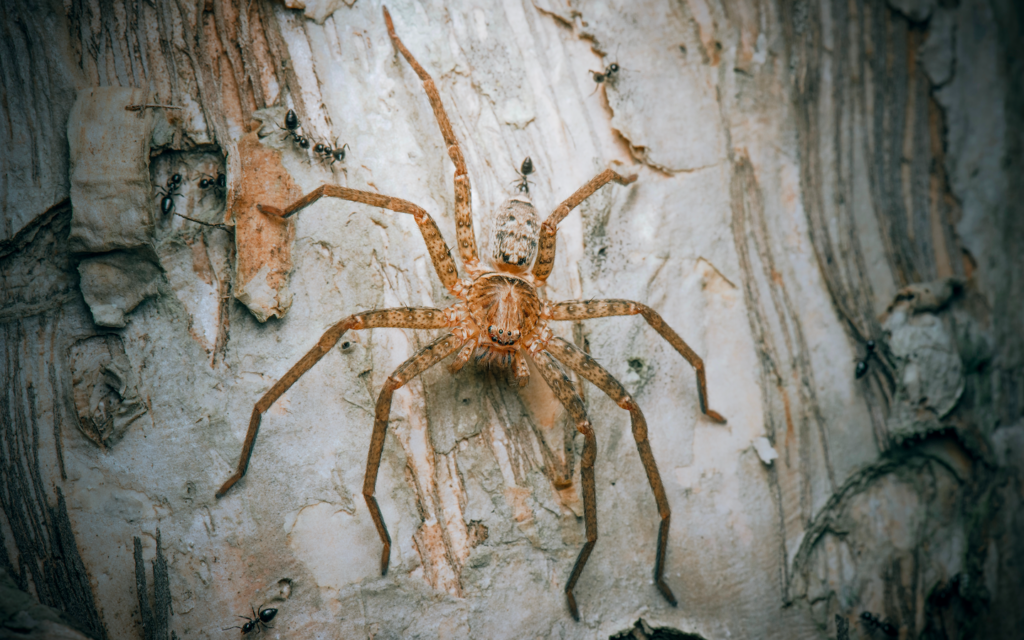 Study identifies fastest spider, reaching about 3.5 metres per second