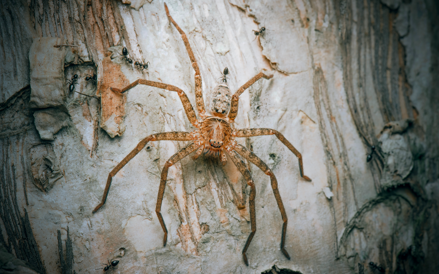 Scientists have just found the world’s fastest spider and it’s faster than you’d think