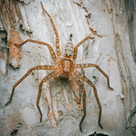 Australian brown huntsman spider (Heteropoda jugulan) on the bark of a tree