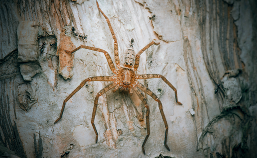 Australian brown huntsman spider (Heteropoda jugulan) on the bark of a tree