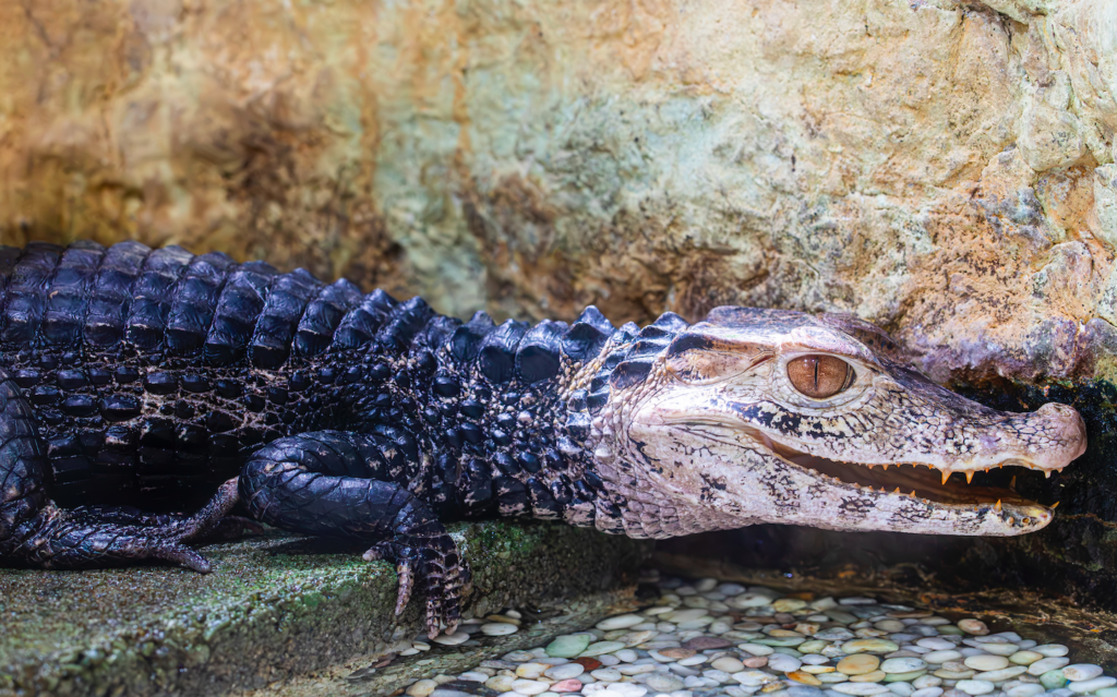 Caiman on the loose: Dog walkers warned to avoid Alicante riverbank