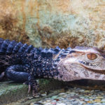 Caiman on the loose: Dog walkers warned to avoid Alicante riverbank