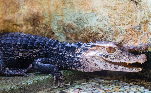 The closeup image of Cuvier's dwarf caiman