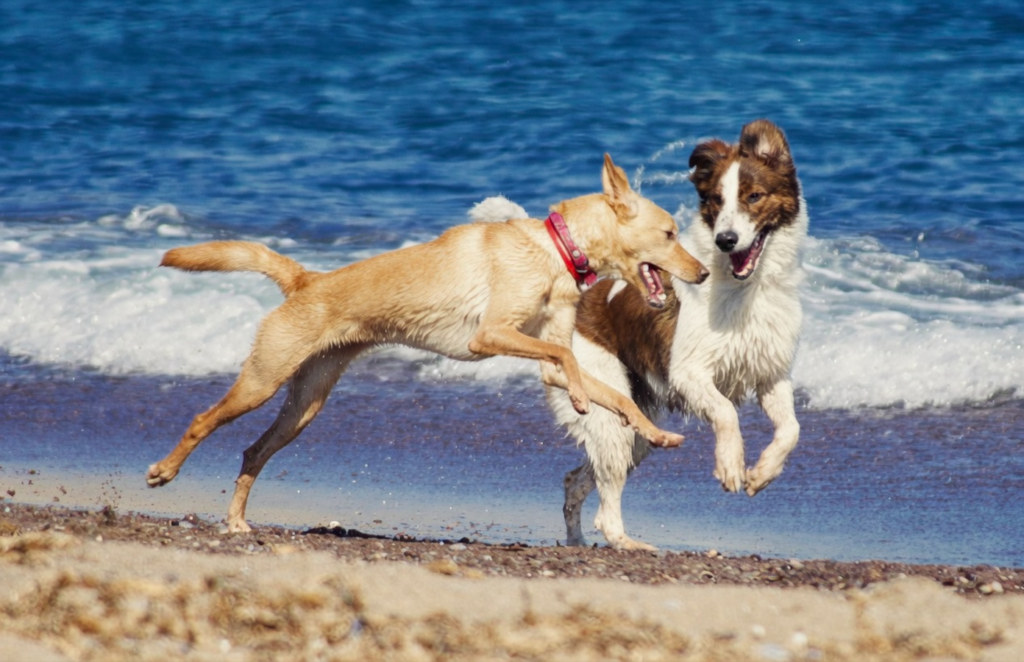 Taking your dog to the beach? The five hidden dangers every owner should know this summer