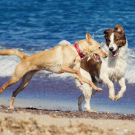 Two dogs playfully jumping and interacting on a sandy beach, with ocean waves crashing in the background. One is a tan dog wearing a red collar, and the other is a brown-and-white dog.