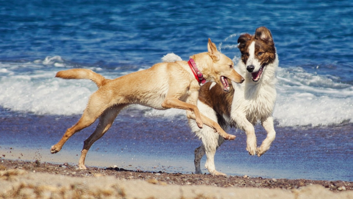 Two dogs playfully jumping and interacting on a sandy beach, with ocean waves crashing in the background. One is a tan dog wearing a red collar, and the other is a brown-and-white dog.