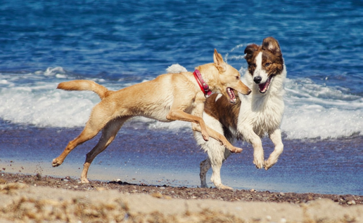 Two dogs playfully jumping and interacting on a sandy beach, with ocean waves crashing in the background. One is a tan dog wearing a red collar, and the other is a brown-and-white dog.