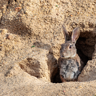 An Iberian rabbit at the entrance of its warren