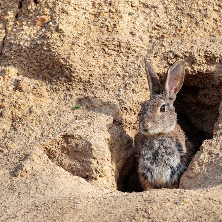 An Iberian rabbit at the entrance of its warren