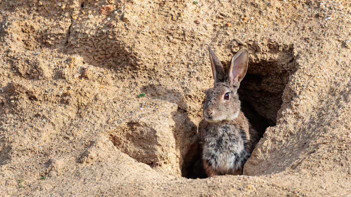 An Iberian rabbit at the entrance of its warren