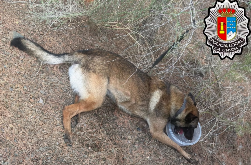 Heartbreak turns to disbelief as abandoned dog case takes shocking twist