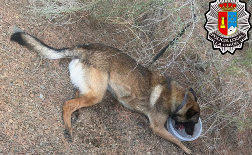 A brown and tan dog, similar to a German Shepherd or Belgian Malinois mix, lying on its side on a gravelly dirt path surrounded by dry grass and sparse vegetation. The dog has a black collar and leash, and is drinking from a clear plastic bowl. Official police badge of Policía Local La Unión is visible in the top right corner.