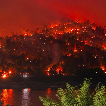 A wildfire sweeping through a hill burning trees