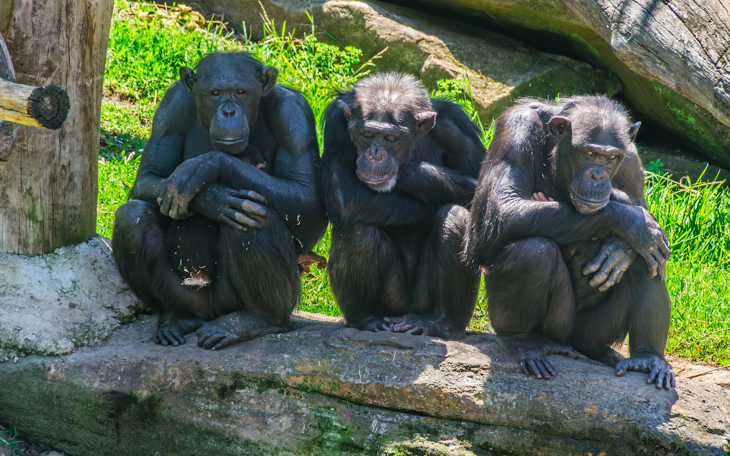 euroweeklynews.com - Molly Grace - How will animals react to Spain's total solar eclipse? Scientists are about to find out
