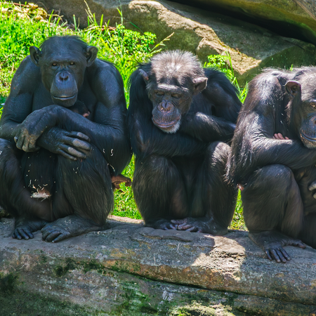 three chimps are sitting on a log in their zoo enclosure