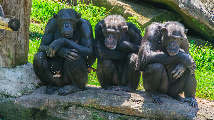three chimps are sitting on a log in their zoo enclosure