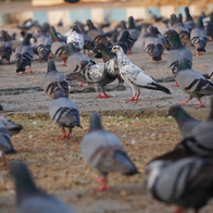 A large flock of pigeons in a city