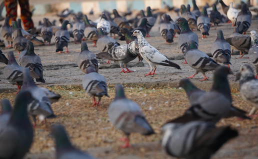 A large flock of pigeons in a city