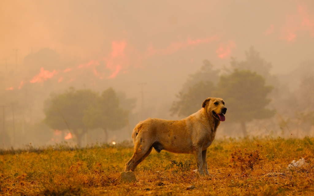Madrid veterinary teams launch free emergency care for pets affected by wildfires