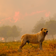 An exhausted mastiff walking away from a wildfire