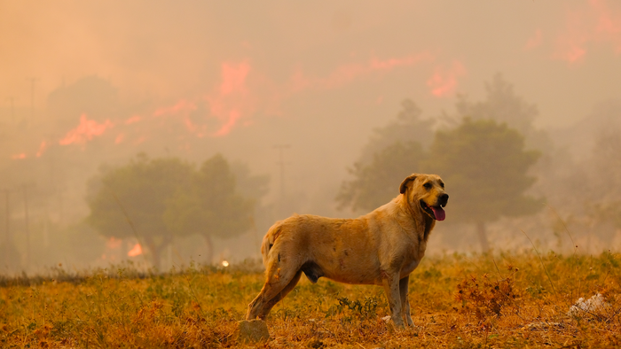 An exhausted mastiff walking away from a wildfire