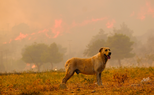 An exhausted mastiff walking away from a wildfire