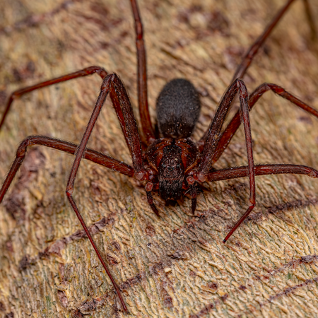 A Loxoceles sp on the tree trunk