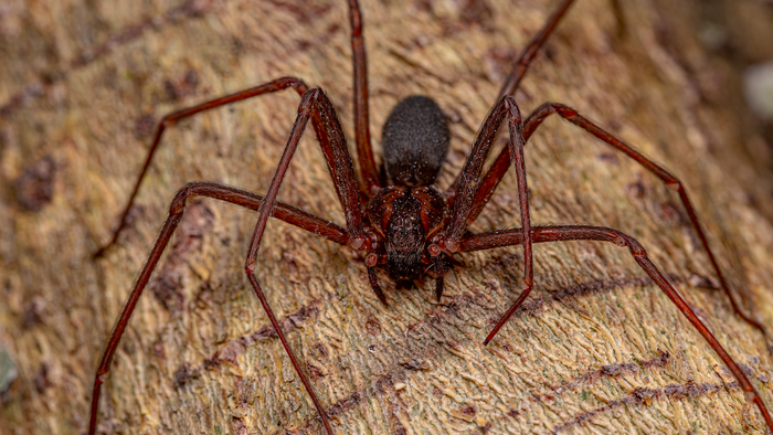 A Loxoceles sp on the tree trunk