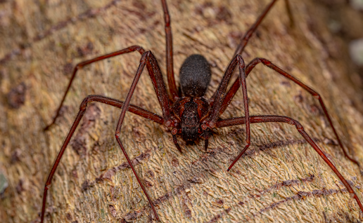 A Loxoceles sp on the tree trunk
