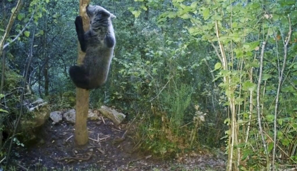 Spanish brown bears caught faking their size to look tougher than rivals