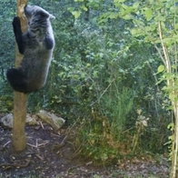 Brown bear scaling tree in Cantabria, northern Spain.