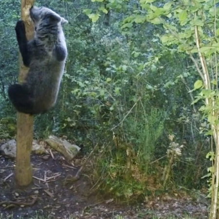 Brown bear scaling tree in Cantabria, northern Spain.