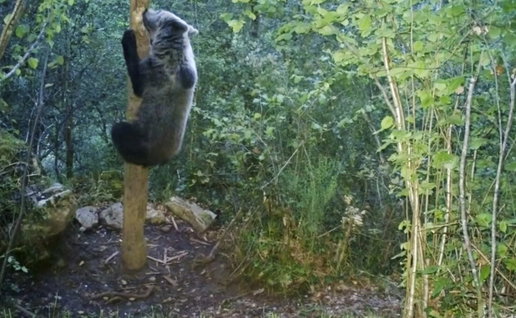 Brown bear scaling tree in Cantabria, northern Spain.