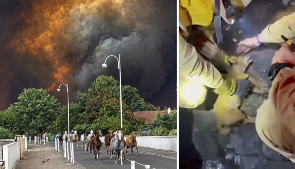 Dogs, horses & lions saved as wildfires force heart-stopping rescues across Spain: The unspoken toll of the fires on animals
