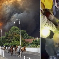 Horses flee in Biscarrosse, and Salamanca firefighters resuscitating dogs.