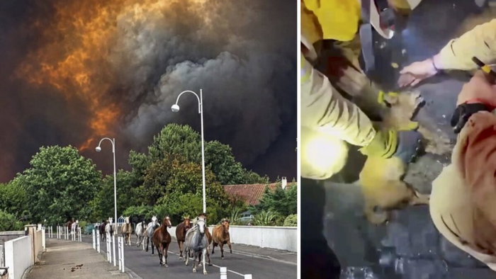Horses flee in Biscarrosse, and Salamanca firefighters resuscitating dogs.