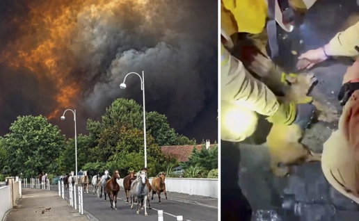Horses flee in Biscarrosse, and Salamanca firefighters resuscitating dogs.