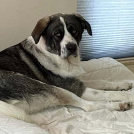 Triple a dog shelter