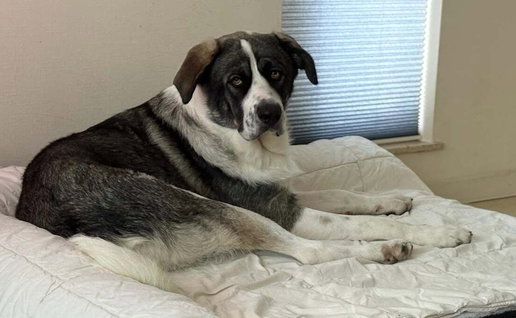 Triple a dog shelter