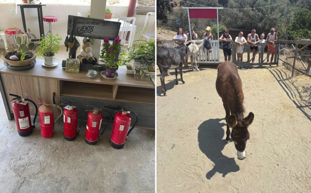 Donkey Dreamland Mijas fire safety appeal raises €3,200 from Costa del Sol community