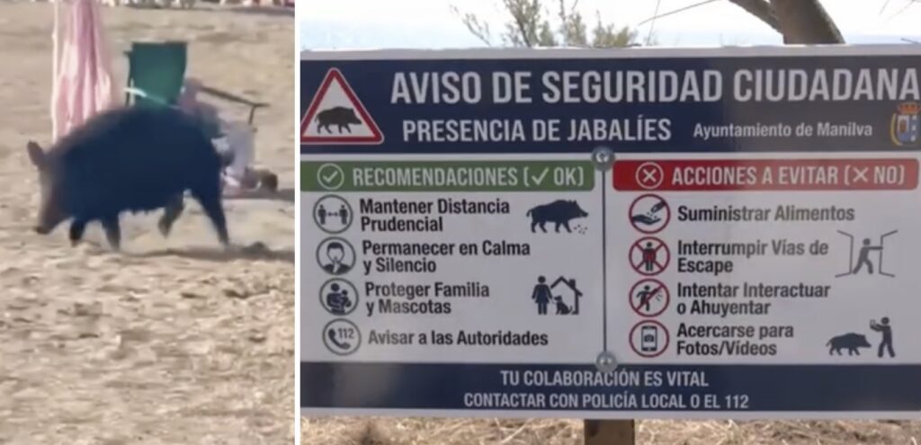 Manilva launches safety campaign after wild boar sightings multiply across area