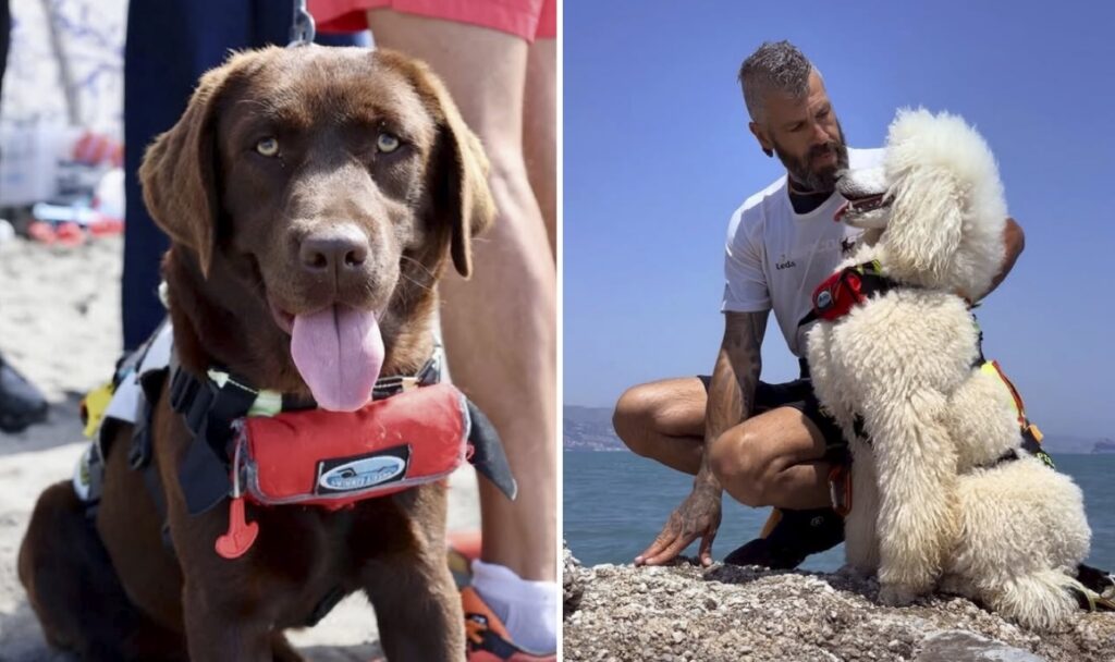 Heroic labrador Nancy patrols Torrox beach waters, bringing hope and safety