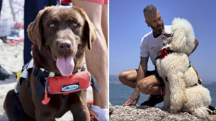 Lifesavers Nancy, handler Miguel and Milo the poodle.