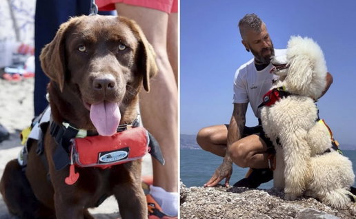 Lifesavers Nancy, handler Miguel and Milo the poodle.