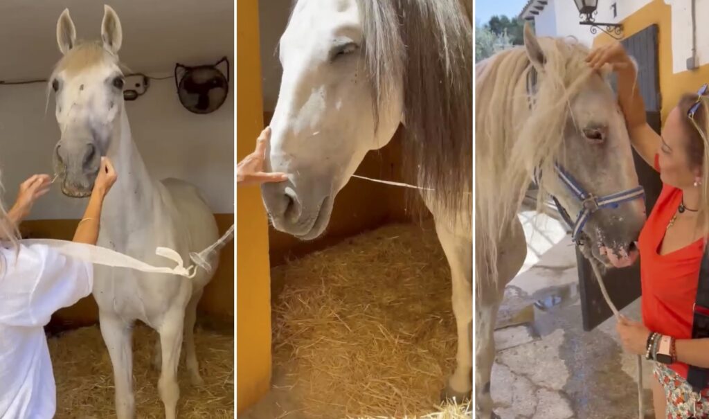 Marbella Council auctions off retired police horses to indignation of residents