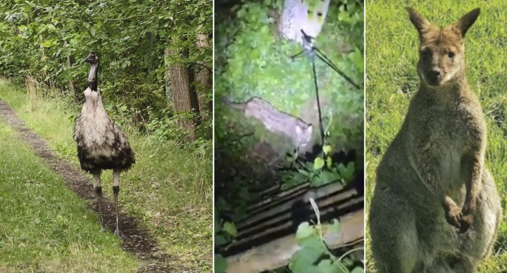 Poland struggles with multiple escaped exotic animals in one week